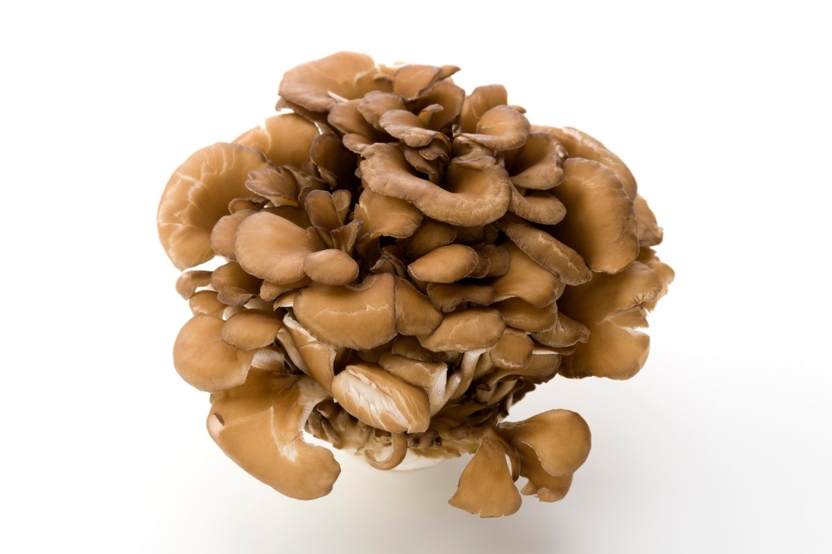 Best Mushrooms for Cancer - Forij.co
