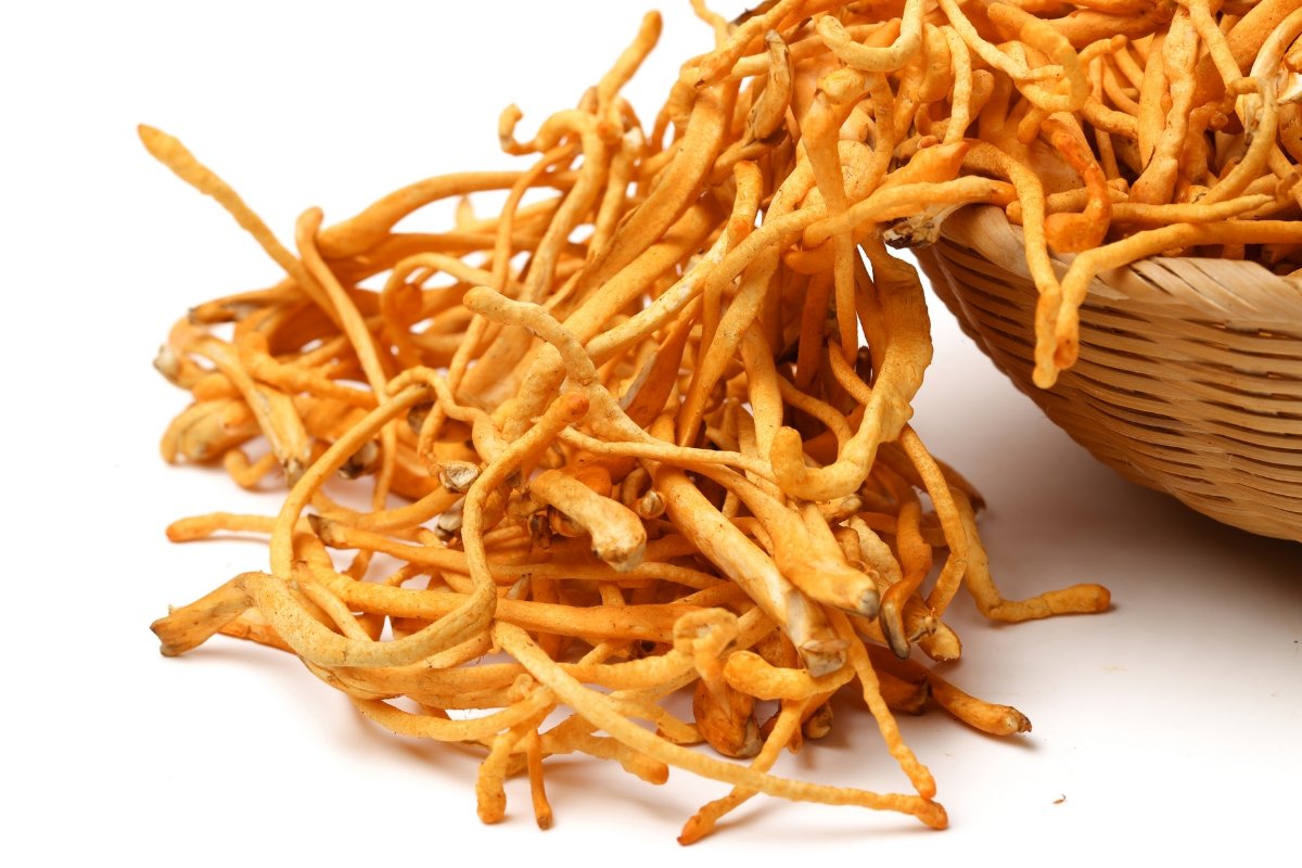 Can Cordyceps Prevent Inflammation? - Forij.co