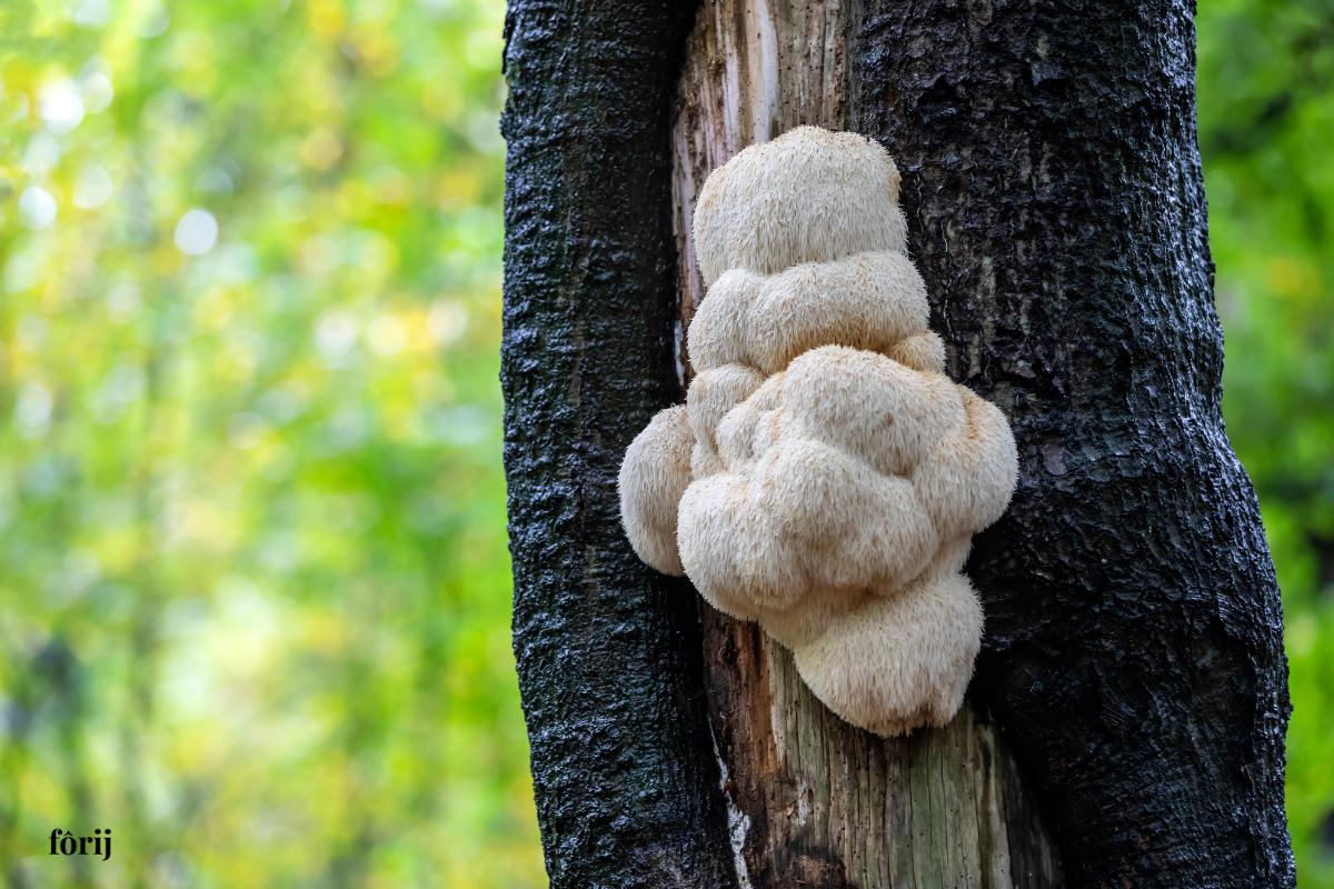 Can You Treat Psoriasis with Lion’s Mane Mushrooms? - Forij.co